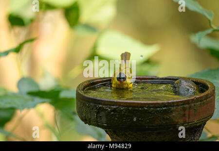 Jolie baignoire d'été dans un pot rempli d'eau , d'un fatigué et assoiffé d'une flamme bulbul à gorge Banque D'Images