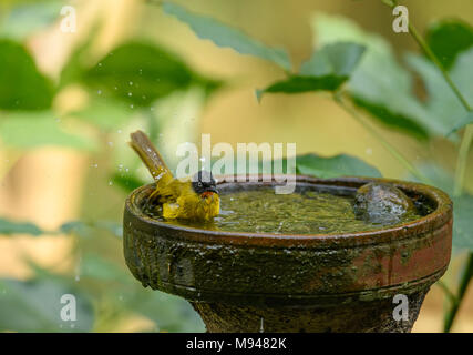 Jolie baignoire d'été dans un pot rempli d'eau , d'un fatigué et assoiffé d'une flamme bulbul à gorge Banque D'Images