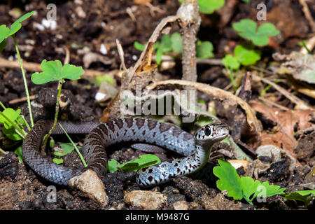 Noire du Nord juvénile (Racer Coluber constrictor constrictor) Banque D'Images