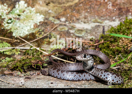 Noire du Nord juvénile (Racer Coluber constrictor constrictor) Banque D'Images