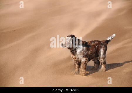 Un chien cocker face à des rafales de vent de sable conduit sur une plage. Banque D'Images