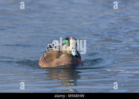 American mâle canard siffleur (Anas americana) Banque D'Images