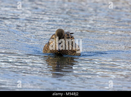 Canard femelle du canard chipeau (Anas strepera) nager sur l'eau Banque D'Images