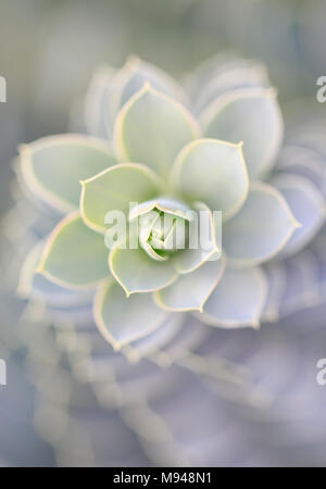 L'euphorbe ésule (Euphorbia myrsinites myrte) Banque D'Images