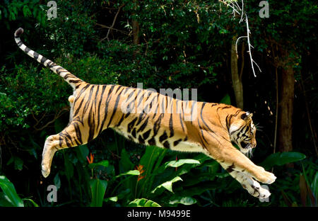 Tigre (Panthera tigris) effectuant un saut. Banque D'Images