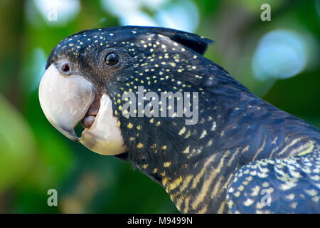 Portrait de cacatoès noir à queue jaune (Calyptorhynchus funereus) Banque D'Images