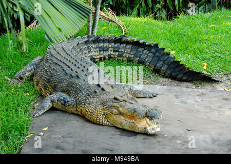 Saltwater crocodile (Crocodylus porosus) en Australie. Banque D'Images