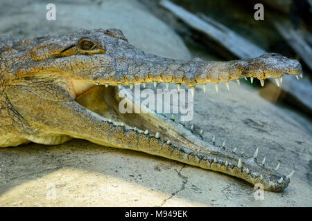 Tête de crocodile d'eau douce (Crocodylus johnsoni) avec la bouche ouverte. Banque D'Images