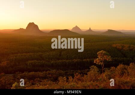 Avis de Glass House Mountains (y compris Tibrogargan, Cooee, Beerwah Coonowrin Ngungun), et à travers une forêt de pins au coucher du soleil dans le Queensland, Australie. Banque D'Images