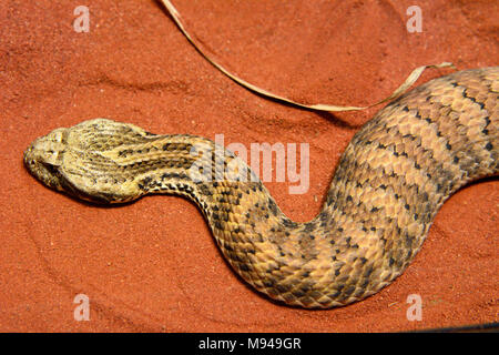 Death Adder commun (Acanthophis antarcticus) est un élapidés venimeux trouvés en Australie et en Nouvelle Guinée. Banque D'Images