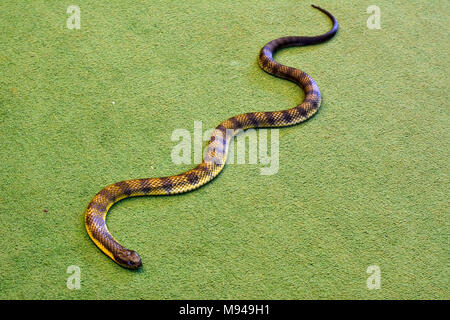 Eastern tiger snake (Notechis scutatus scutatus) à l'intérieur sur tapis vert-de-chaussée. Eastern tiger snake est un serpent venimeux trouvés en Australie. Banque D'Images