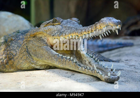 Tête de crocodile d'eau douce (Crocodylus johnsoni) avec la bouche ouverte. Banque D'Images