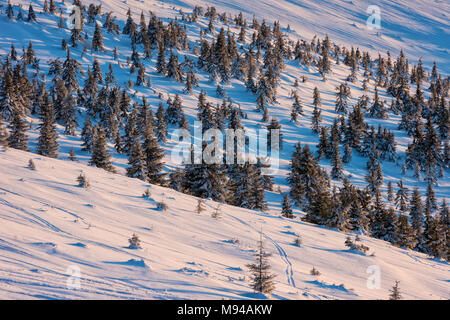 Arbres sur une montagne couverte de neige fraîche photographié au coucher du soleil Banque D'Images