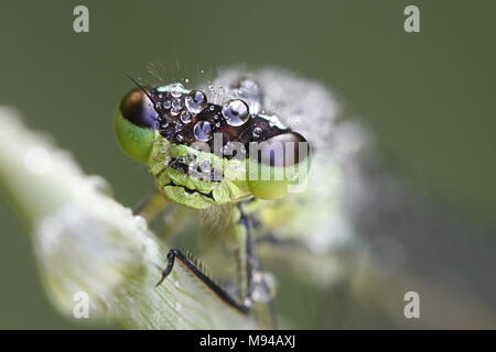 Demoiselle du Nord, également appelé lance de Coenagrion hastulatum, bluet Banque D'Images