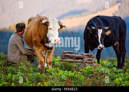 Homme traire une vache tôt le matin dans une ferme de montagne en Roumanie Banque D'Images