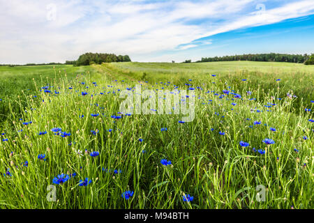 Champ de bleuet, fleurs d'été dans l'herbe, paysage Banque D'Images