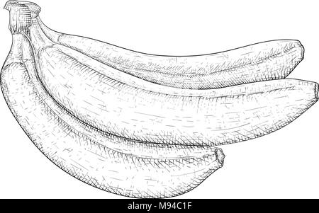 La banane. Dessinés à la main, croquis en noir et blanc Illustration de Vecteur