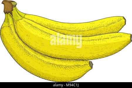 La banane. Croquis de couleur à la main Illustration de Vecteur