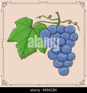 Les raisins bleus. Main couleur croquis sur fond beige Illustration de Vecteur