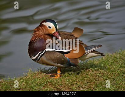 Canard mandarin (Aix galericulata) mâle Banque D'Images