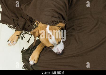 Lazy Dog animal malade ou se détendre et dormir à deux pas blanc propre couverture. Sleepy Staffordshire terrier dog couverts en repos à l'intérieur dans tidy plaid min Banque D'Images