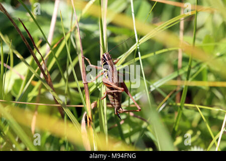 Homme Roesels (Metrioptera roeselii) perché sur une tige d'herbe à Wicken Fen National Nature Reserve, Cambridgeshire, Angleterre. Banque D'Images