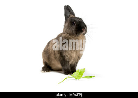 Portrait d'un lapin brun sur fond blanc. Banque D'Images