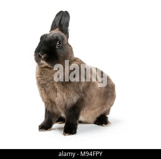 Portrait d'un lapin brun sur fond blanc. Banque D'Images