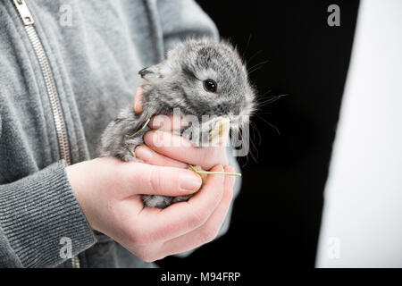 Fille est titulaire d'un jeune lapin dans ses mains. Banque D'Images