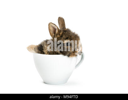 Jeune lapin assis dans une tasse de café. Banque D'Images