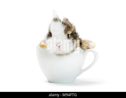 Jeune lapin assis dans une tasse de café. Banque D'Images