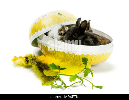 Trois petits lapins assis dans un oeuf de Pâques à la caméra vers le haut. Banque D'Images