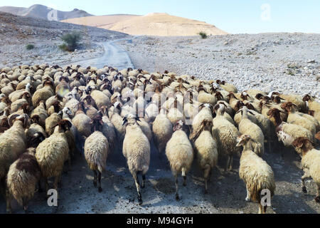 Grand troupeau de moutons dans le désert à pied Banque D'Images