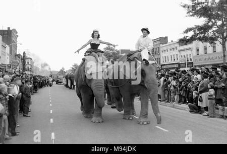 Conduire les éléphants de cirque le défilé dans la rue principale de Columbus, Géorgie, ca. 1953. Banque D'Images