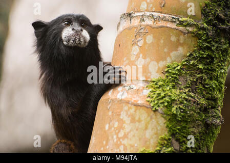 Un mignon et wild sellez en arrière tamarin, fuscicollis Saguinus, peeking autour d'un tronc d'arbre pour voir où les autres ont disparu. Banque D'Images