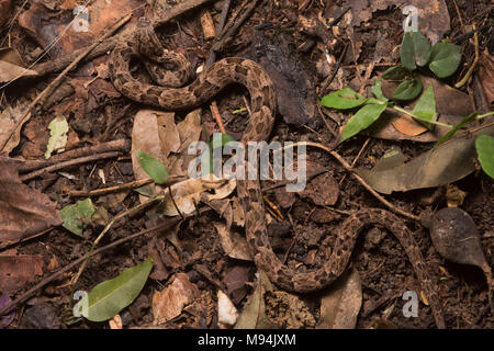 Les jeunes fer de lance (Bothrops atrox) se déplaçant à travers le sol de la forêt. Ces serpents ont une mauvaise réputation, elles sont tout à fait communs et les morsures venimeuses Banque D'Images