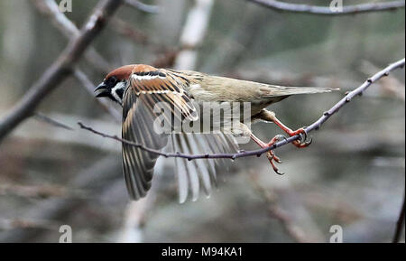 À l'embargo 0001 Vendredi 23 mars un arbre sur la liste rouge à l'arrêt Sparrow et Leas Coastal Park Whitburn dans South Tyneside, comme le National Trust a dit que les rares moineaux ont rebondi d'éviter le pire, à la réserve naturelle créée sur le site d'une mine abandonnée. Banque D'Images