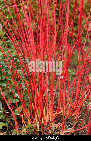 Cornus alba sibirica Tiges rouge vif au printemps Banque D'Images