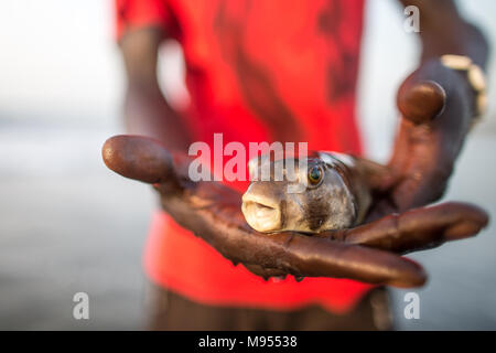 Un pêcheur local détient un poisson-globe après l'avoir trouvé dans son filet. Poisson-globe peut être mortelle si elle n'est pas cuite comme il se doit de façon sont libérés après avoir été capturés. Kotu, la Gambie. Banque D'Images