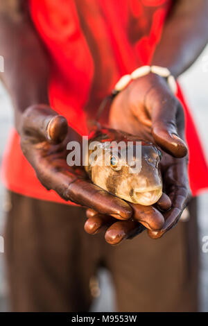 Un pêcheur local détient un poisson-globe après l'avoir trouvé dans son filet. Poisson-globe peut être mortelle si elle n'est pas cuite comme il se doit de façon sont libérés après avoir été capturés. Kotu, la Gambie. Banque D'Images