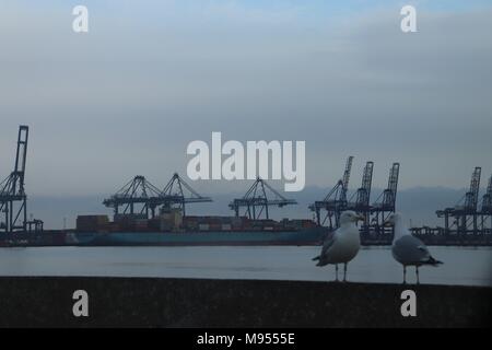 Deux mouettes sur un mur du port de plaisance de Shotley avec Felixstowe docks en arrière-plan Banque D'Images