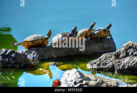 Quatre tortues dans une rangée sur un rocher dans une rivière. Banque D'Images