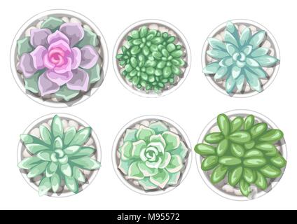 Ensemble de plantes succulentes en pot. Echeveria, Jade Plant et de l'Âne Tails Illustration de Vecteur