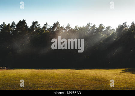 Des bouffées de brume sur un pré en plein soleil avec des arbres d'achat régulières de forêt en arrière-plan Banque D'Images