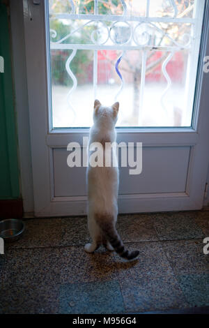 Vue arrière d'une femme âgée de six mois et chaton siamois birman debout sur deux jambes à la fenêtre de cuisine de jardin sur porte Banque D'Images