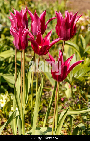 Tulipa 'Maytime' un groupe de lys pourpre fleur tulipes dans un jardin de printemps Banque D'Images