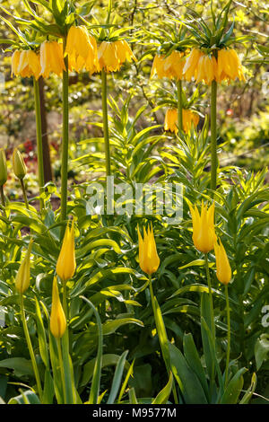 Couronne jaune Imperials, Fritillaria imperialis 'Maxima' underplanted Lutisane avec lis jaune fleur de tulipe groupe frontière jardin Banque D'Images