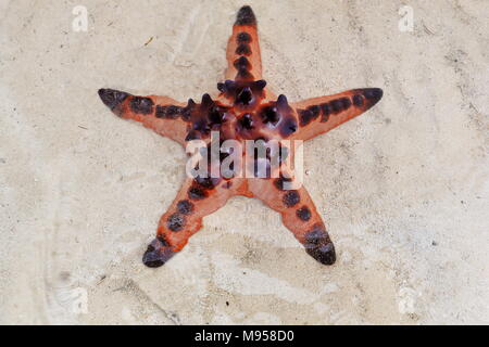Protoreaster nodosus étoile de mer à cornes ou étoile de mer étoile de chocolat sur le sable et dans les eaux peu profondes de la zone de marée. Plage de Punta Ballo-Sip Banque D'Images