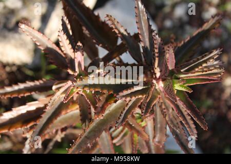 Kalanchoe Daigremontiana plante dans le jardin au printemps Banque D'Images