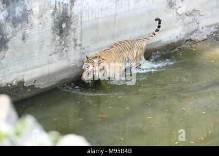 New Delhi, Inde. 22 avr, 2018. Célébration de la 8e anniversaire Bijli tiger qui en vedette dans fukre renvoie Film Crédit : Jyoti Kapoor/Pacific Press/Alamy Live News Banque D'Images